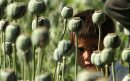 درخواست یک نماینده مجلس برای صدور مجوز کشت خشخاش
