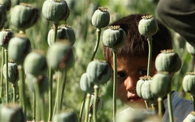درخواست یک نماینده مجلس برای صدور مجوز کشت خشخاش