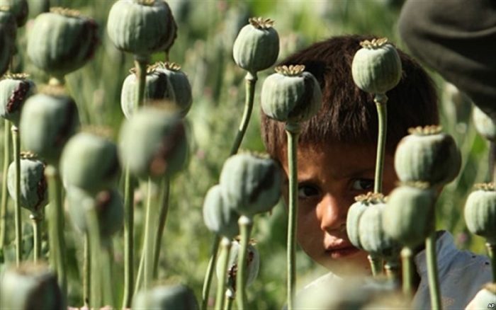درخواست یک نماینده مجلس برای صدور مجوز کشت خشخاش درخواست یک نماینده مجلس برای صدور مجوز کشت خشخاش