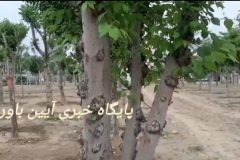 درختان مفقود شده کرج کجا رفتند؟