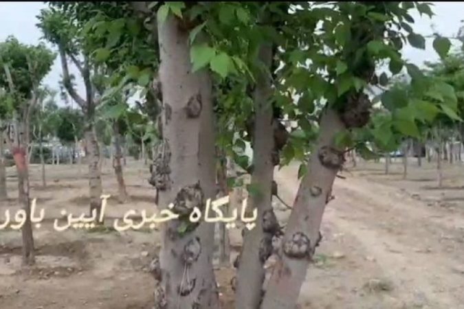 درختان مفقود شده کرج کجا رفتند؟ درختان مفقود شده کرج کجا رفتند؟