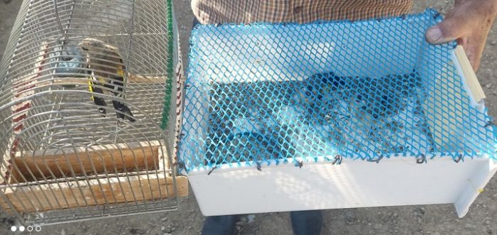 سدمعبر اینبار با قفس پرنده در وسط کرج سدمعبر اینبار با قفس پرنده در وسط کرج