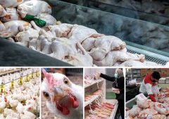 سوءاستفاده برخی فروشندگان موجب افزایش محدود قیمت مرغ شد