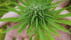 مخدر‌های عجیب که به اسم گل به فروش می‌رسند، اما بسیار خطرناک‌تر هستند