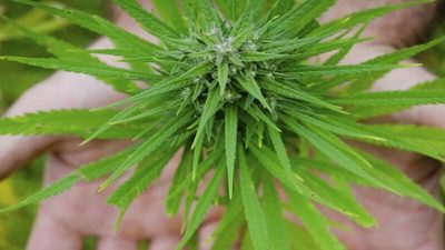 مخدر‌های عجیب که به اسم گل به فروش می‌رسند، اما بسیار خطرناک‌تر هستند