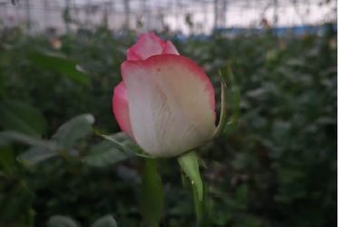 تولید سالانه ۴۰۰ هزار شاخه گل رز در گلخانه هوشمند
