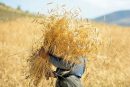 خرید تضمینی گندم در البرز آغاز شد