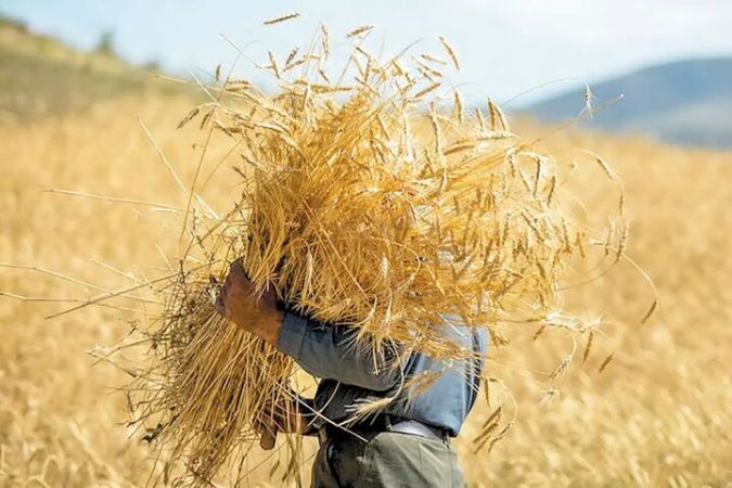 خرید تضمینی گندم در البرز آغاز شد خرید تضمینی گندم در البرز آغاز شد